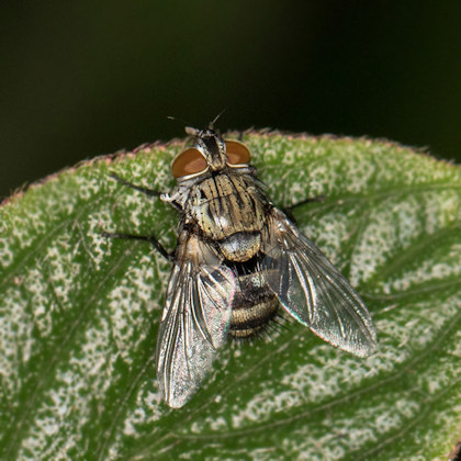 Tachinid Fly (Winthemia sp) (Winthemia sp)